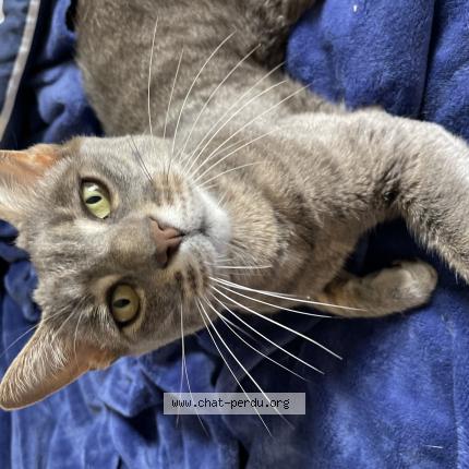 Photo 1/1 Le Chat Chat perdu à Montpellier