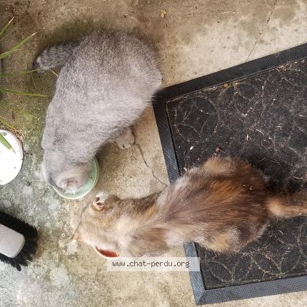 Photo de chat trouvé à Moras En Valloire