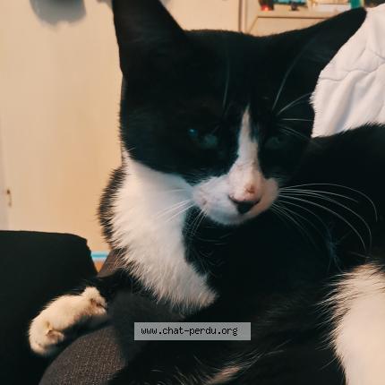 Photo de chat perdu à Combourg