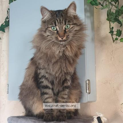 Photo 1/1 Chat retrouvé Perdu à St Martin Du Manoir