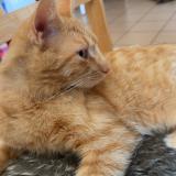 Photo de chat perdu à Bourg En Bresse