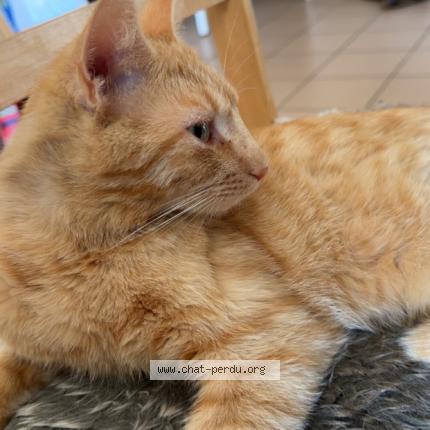 Photo 1/1 Chat retrouvé Perdu à Bourg en bresse