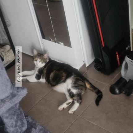 Photo de chat perdu à Roissy En Brie