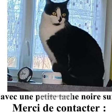 Photo 1/1 Chat retrouvé Perdu à Poullan Sur Mer