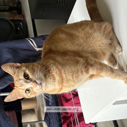 Photo 1/1 Chat retrouvé Perdu à Le Mene