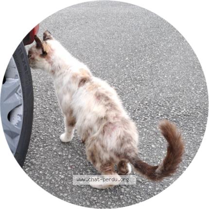 Photo de chat trouvé à Dompierre Sur Yon