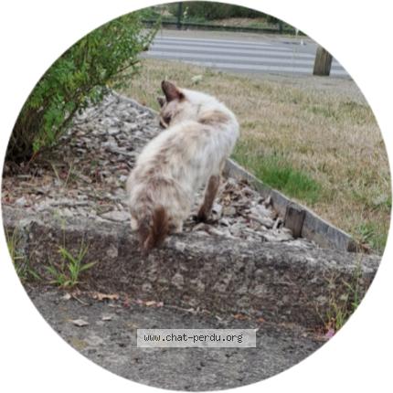 Photo 3/3 Chat retrouvé Trouvé à Dompierre Sur Yon