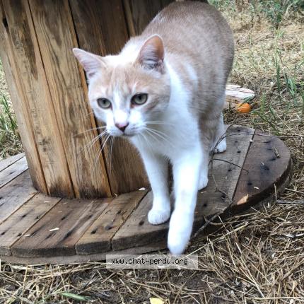 Photo 1/1 Chat retrouvé Perdu à Melesse