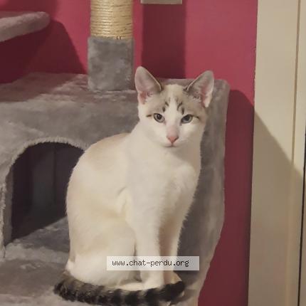 Photo 1/1 Chat retrouvé Perdu à Toulouse