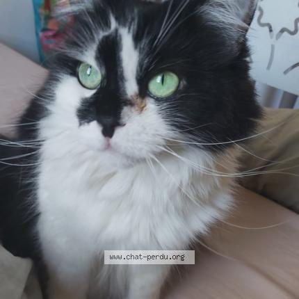 Photo de chat perdu à Le Versoud