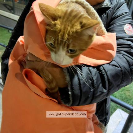Photo 1/1 Chat trouvé Trouvé à Madrid
