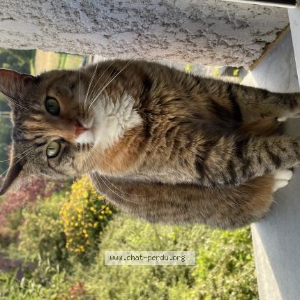 Photo 1/1 Chat retrouvé Perdu à Belley