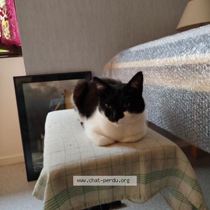 Photo de chat perdu à Saint Victor De Morestel