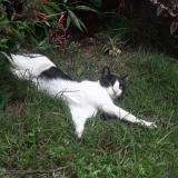 Photo de chat perdu à Guatemala