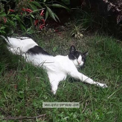 Photo 1/1 Manchas Chat perdu à Guatemala