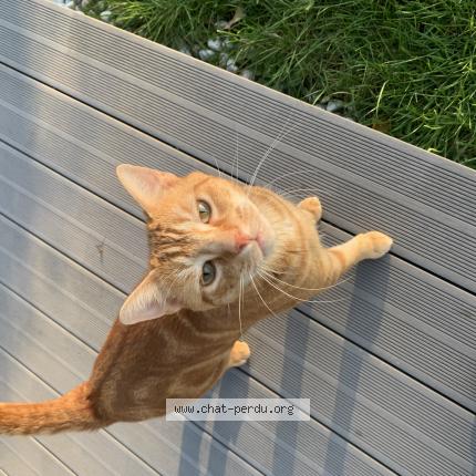 Photo 1/1 Tao Chat perdu à Octeville sur mer