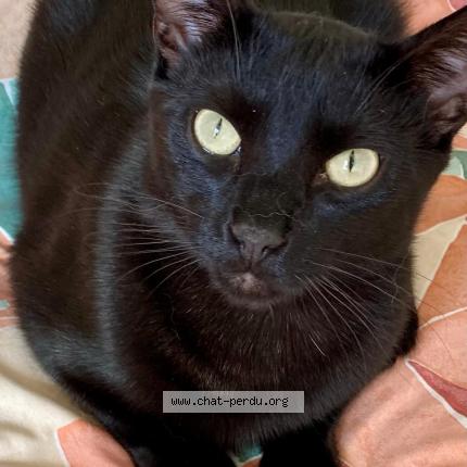 Photo 1/1 Chat retrouvé Perdu à Cestas