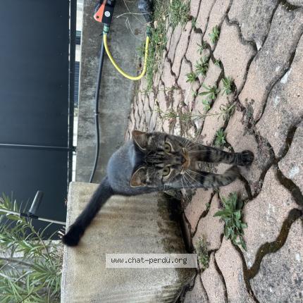 Photo 1/1 Chat retrouvé Trouvé à Toulouse