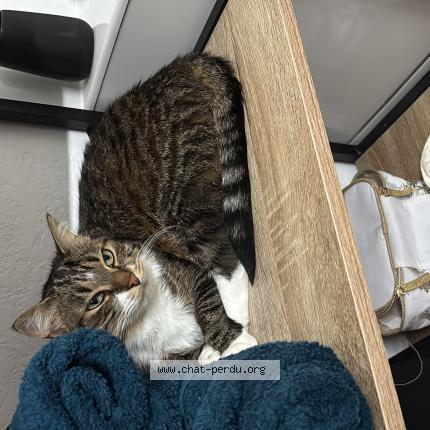 Photo de chat perdu à Metz