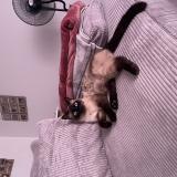 Photo de chat perdu à Villemoirieu