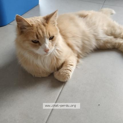 Photo 1/1 Chat retrouvé Perdu à St Hilaire De Loulay