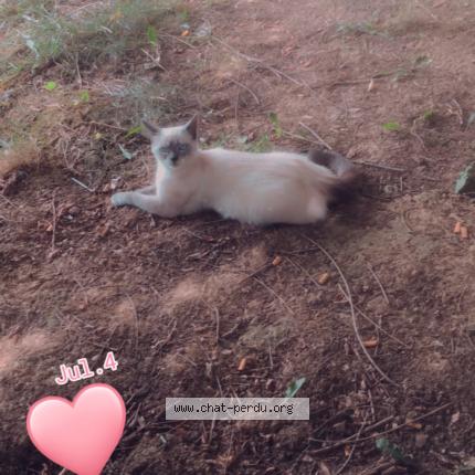 Photo 1/1 Chat retrouvé Perdu à Noisy le grand mont dest