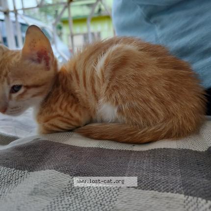 Photo 1/1 Kitto Chat perdu à Ranchi