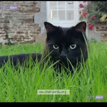 Photo 1/1 Moka Chat perdu à Le genest saint isle