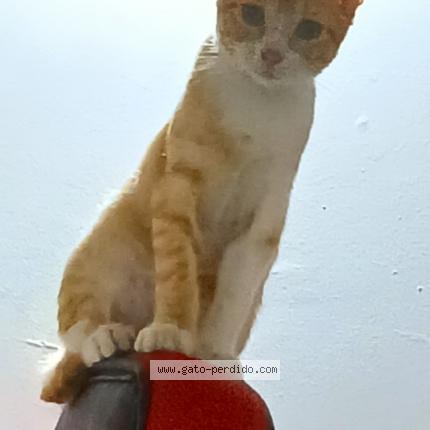 Photo 1/1 Butcher Chat perdu à Cartagena de indias