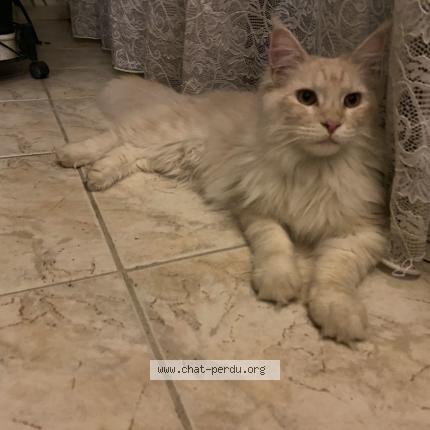 Photo de chat perdu à Vaux Sur Coulombs