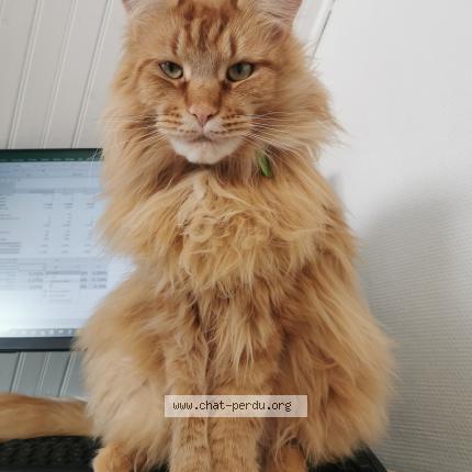 Photo de chat perdu à Houppeville