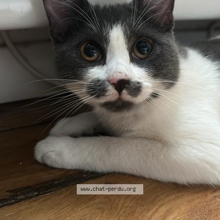 Photo 1/1 Willow Chat perdu à La farlede