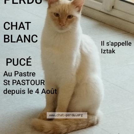 Photo 1/1 Iztak Chat perdu à St pastour