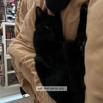 Photo 1/1 Chat retrouvé Perdu à Enghien les bains