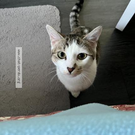 Photo 1/3 Chat retrouvé Perdu à Le mesnil saint denis