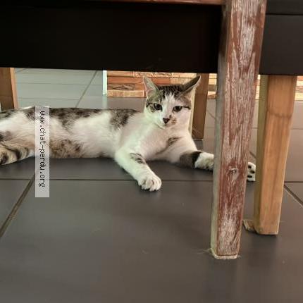 Photo 2/3 Chat retrouvé Perdu à Le mesnil saint denis