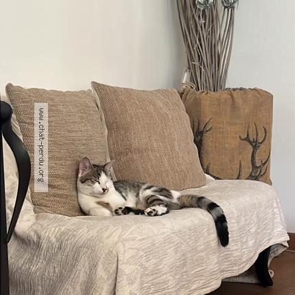 Photo 3/3 Chat retrouvé Perdu à Le mesnil saint denis