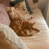 Photo de chat perdu à Saint Hilaire Du Rosier