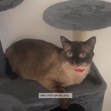 La première fois que j'ai perdu mon chat La première fois que j'ai perdu mon chat La première fois