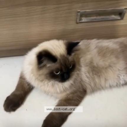 Photo 1/1 No name Chat perdu à Bangalore