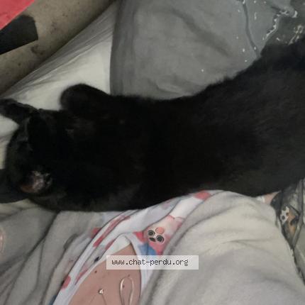 Photo 1/1 Shaka Chat perdu à Guilers