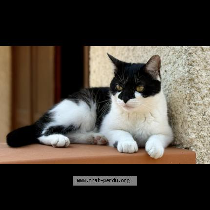 Photo 1/1 Valkyrie Chat perdu à Muret