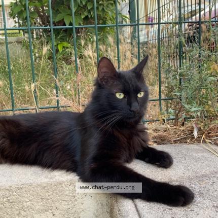 Photo 1/1 Chat retrouvé Perdu à Marseille