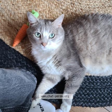 Photo de chat perdu à Tours