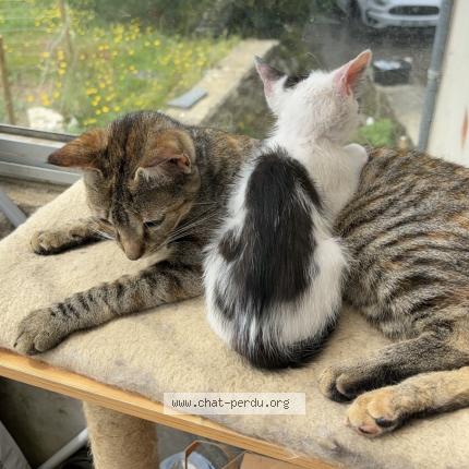Photo 1/1 Chat retrouvé Perdu à Lannedern