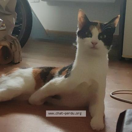 Photo de chat perdu à Calais
