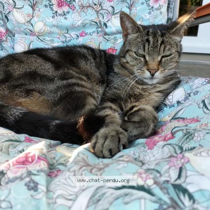 Photo 1/1 Chat retrouvé Perdu à Le mans