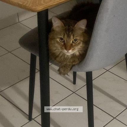 Photo 1/1 Chat retrouvé Perdu à Herblay Sur Seine