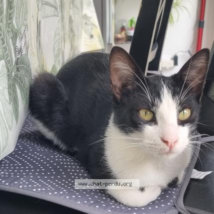 Photo de chat perdu à Louvigne De Bais
