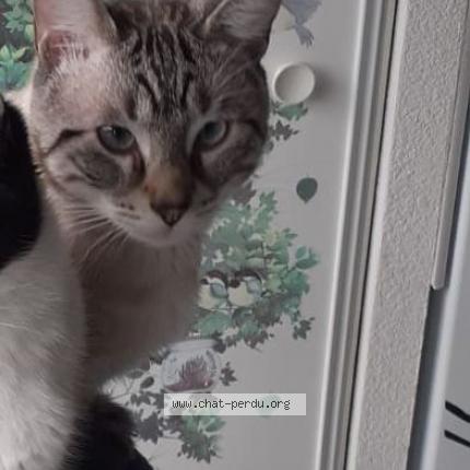 Photo 1/4 Maya Chat perdu à Tournefeuille
